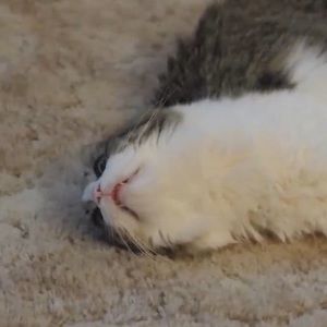 Meet your Posher, Erika